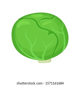 Green iceberg lettuce vector illustration isolated on white background. Cartoon cabbage clip art
