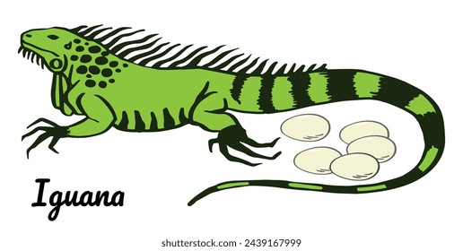 Green Iguana with eggs vector hand drawn illustration. Big lizard  isolated on white background for zoo pet shop poster, flyer,  package, book design, child education.