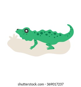 Green Iguana isolated