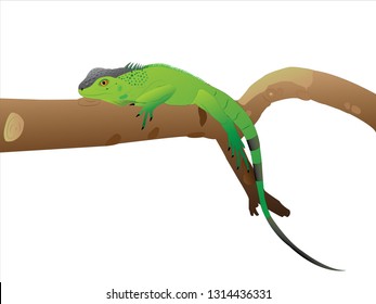 Green iguana on a branch