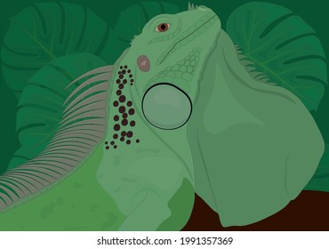 グリーンイグアナ のイラスト素材 画像 ベクター画像 Shutterstock