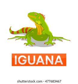 green iguana without line