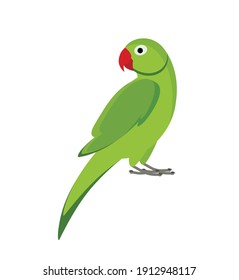 green indian parrot isolated on white background