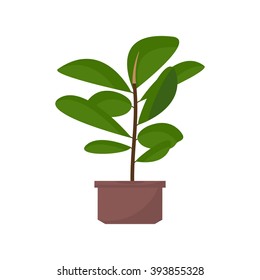 Green indoor leafy flat style ficus tree in pot vector icon. Ficus tree.  