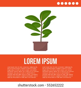 Green indoor leafy flat style ficus tree in pot vector icon. Flat design poster.