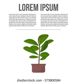 Green indoor leafy flat style ficus tree in pot vector icon. Flat design poster.