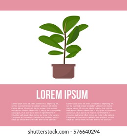 Green indoor leafy flat style ficus tree in pot vector icon. Flat design poster.
