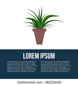 Green indoor leafy flat style houseplant in pot vector icon.