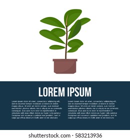 Green indoor leafy flat style ficus tree in pot vector icon. Flat design poster.