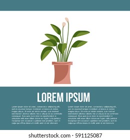 Green indoor leafy flat style houseplant in pot vector icon.