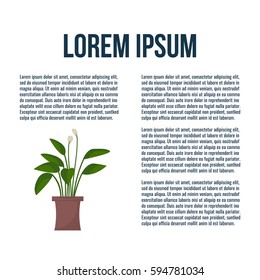 Green indoor leafy flat style houseplant in pot vector icon.