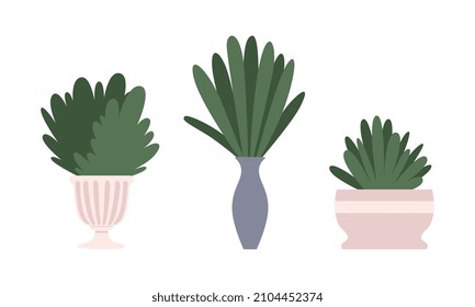 Green Indoor Plants Growing in Ceramic Pot Vector Set