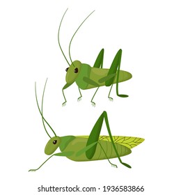 Green insect on a white background. cute character Grasshopper.