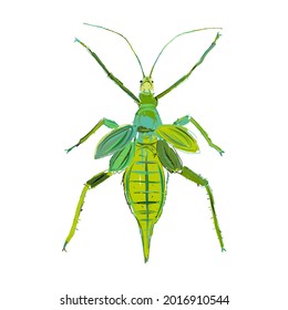 Green insect sketch. Isolated on white