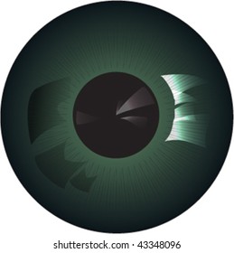 green iris macro, isolated over white background and groups, vector illustration
