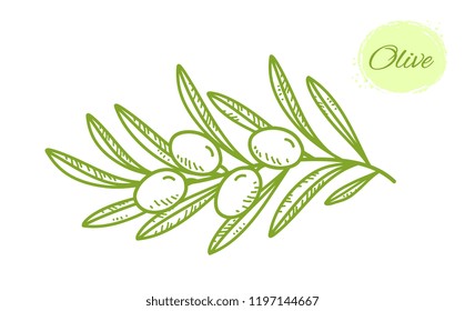 green isolated hand drawn olive branch with leaves