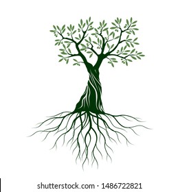 Green Isolated Olive Tree on white background. Vector Illustration and concept. Plant in garden.