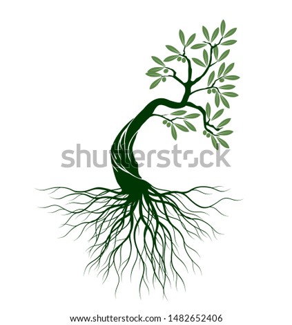Green Isolated Olive Tree on white background. Vector Illustration and concept pictogram. Plant in garden.