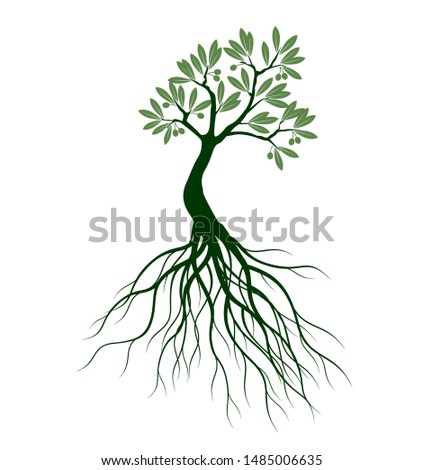 Green Isolated Olive Tree on white background. Vector Illustration and concept pictogram. Plant in garden.