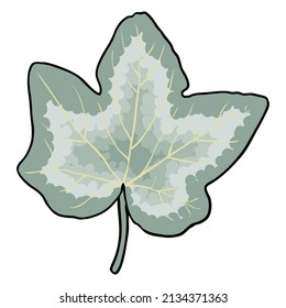 Hojas perpendiculentas verdes, dibujo de la mano verde de las hojas. Vino botánico escalonado floral de marfil. Vector.