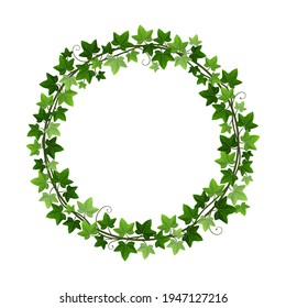 Green ivy creeper plant wreath isolated on white background. Hedera vine botanical round frame design element. Vector illustration of decorative ivy plant circle border.