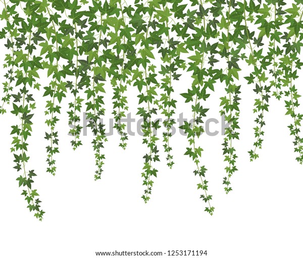 緑のツタ 上から垂れ下がるクリーパーの壁登り植物 ベクター画像の背景に庭飾りのツタ のベクター画像素材 ロイヤリティフリー