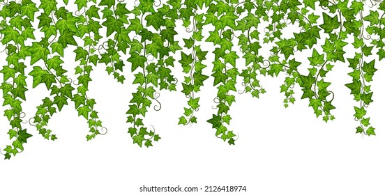 La hiedra verde crece. Pared de vid, plantas de escalada aisladas con hojas. Ramas colgantes, crepúsculo follaje creciente. Banner de la naturaleza y del vector botánico exacto