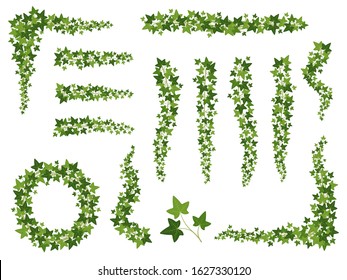 Green ivy. Hanging creepers branches with ivy leaves, lush climbing plants. Wall decoration growing from the top downwards vector garden vegetation set