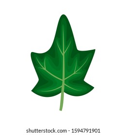 Green ivy leaf in a cartoon flat style vector illustration isolated on white background.