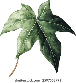 Green Ivy Leaf Watercolor  Isolated vector illustration
