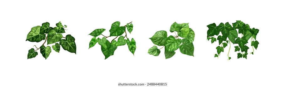 Green Ivy Leaves Branch. Vector illustration design.