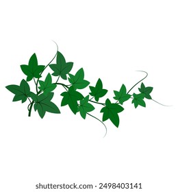 Green ivy leaves. Creeping plant vector. Natural foliage illustration. Botanical art design.