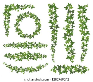 Green ivy. Leaves on hanging creepers branches. Wall climbing ivy decoration wall plant vector set isolated