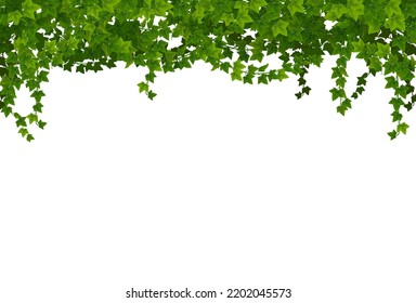 Green ivy lianas with leaves. Vector border line with vines of climbing garden plant, creeper branches and foliage floral garland. Ivy or hedera evergreen plant lianas and green leaves border