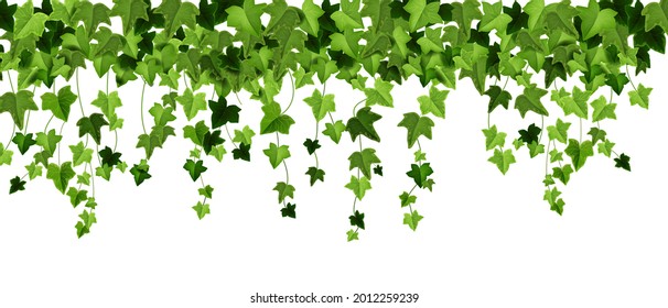 Green ivy plant vector border, spring climbing vine leaf frame, floral creeper liana illustration on white. Garden greenery background, decorative hanging twig, realistic nature art. Ivy plant texture