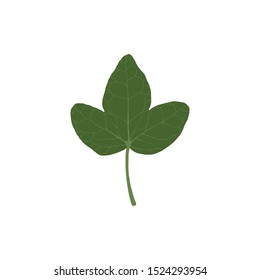Green ivy, realistic leaf. Vector illustration isolated on a white background. Evergreen perennial climbing plant for botanical design.