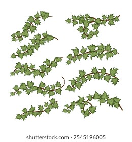 green ivy set cartoon. foliage climbing, vine leaves, growth lush green ivy sign. isolated symbol vector illustration