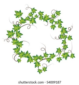 Green ivy. Vector Illustration