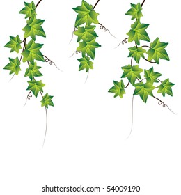 Green ivy. Vector Illustration