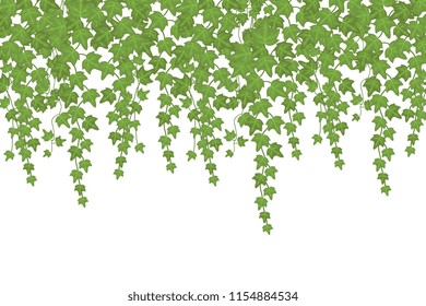 Green ivy wall climbing plant hanging from above. Garden decoration vector background. Illustration plant green leaf, foliage growing