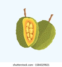 Green Jack Fruit Vector Isolated Illustration