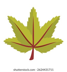 Hoja de arce japonés verde con toques de rojo está empezando a cambiar de color para la temporada de otoño