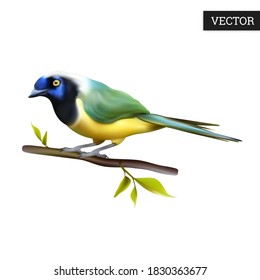 Green jay bird of Ecuador isolated on a white background. Realistic (Cyanocorax yncas). Beautiful bird from Central America. Vector illustration 3D. Natural bird icon on branch. Design element.