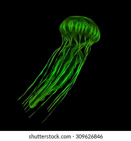 Green jellyfish. 3d hologram x-ray style vector illustration for prints, bag, tatto or t-shirt. Black background. Eps 10.