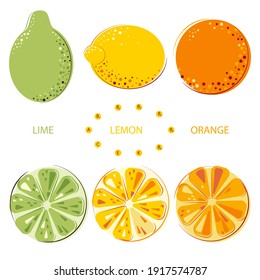 Green Juicy Lime, Lemon, Sunny Juicy Oranges Set of whole and Cut Fruits. Colorful Citrus Fruits. Flat Vector Illustration.