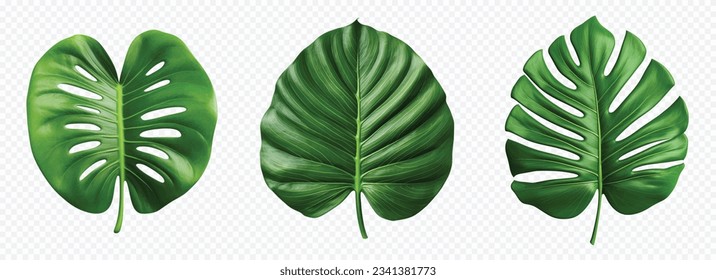 Green jungle leaf vector set