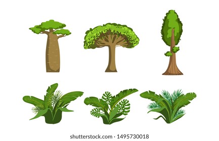 Green Jungle Trees and Palms Set, Tropical Forest Plants Vector Illustration