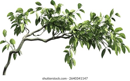 Green jungle trees, vector cut out tropic tree, tropical jungle foliage, lush rain forest, tropical trees, jungle rainforest, exotic forest plants, wild greenery, tropical plants, forest greenery.