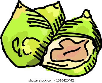Green kadota, illustration, vector on white background.
