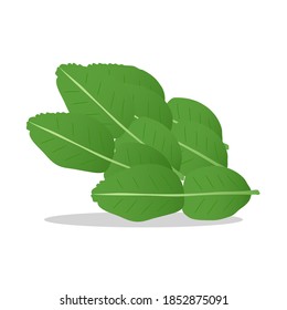 Green kaffir lime leaves are one of the condiments of tom yum goong.